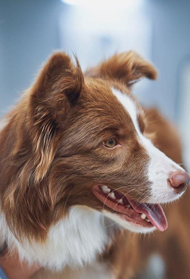 Especialista en dermatología veterinaria