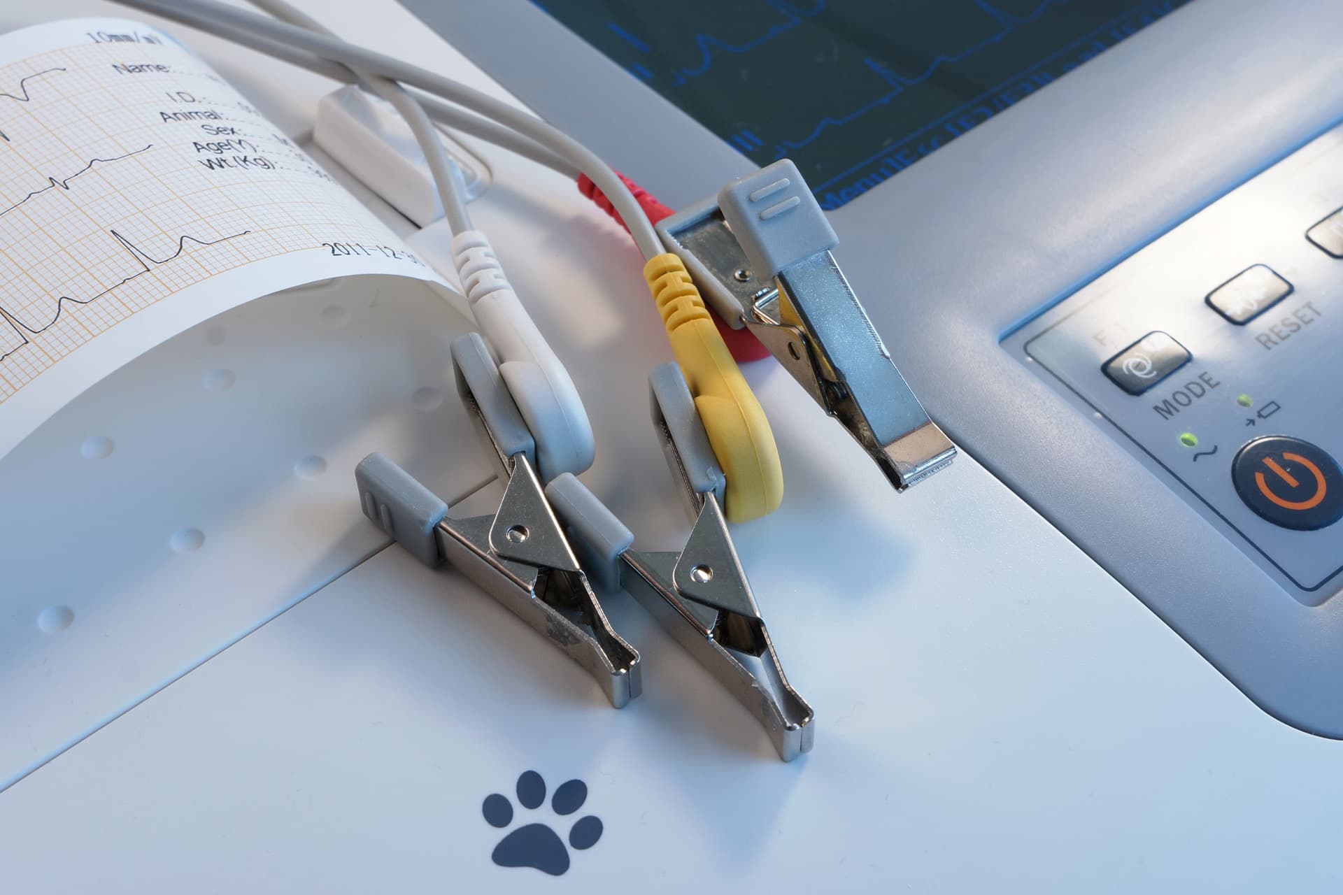 Esterilizar gata en Lugo