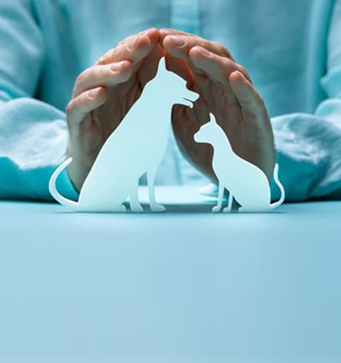 Conoce al equipo de profesionales veterinarios de VETlar