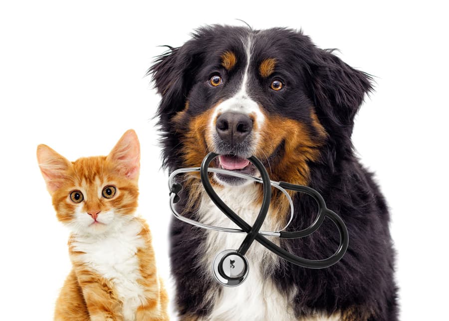 Servicios veterinarios en Lugo