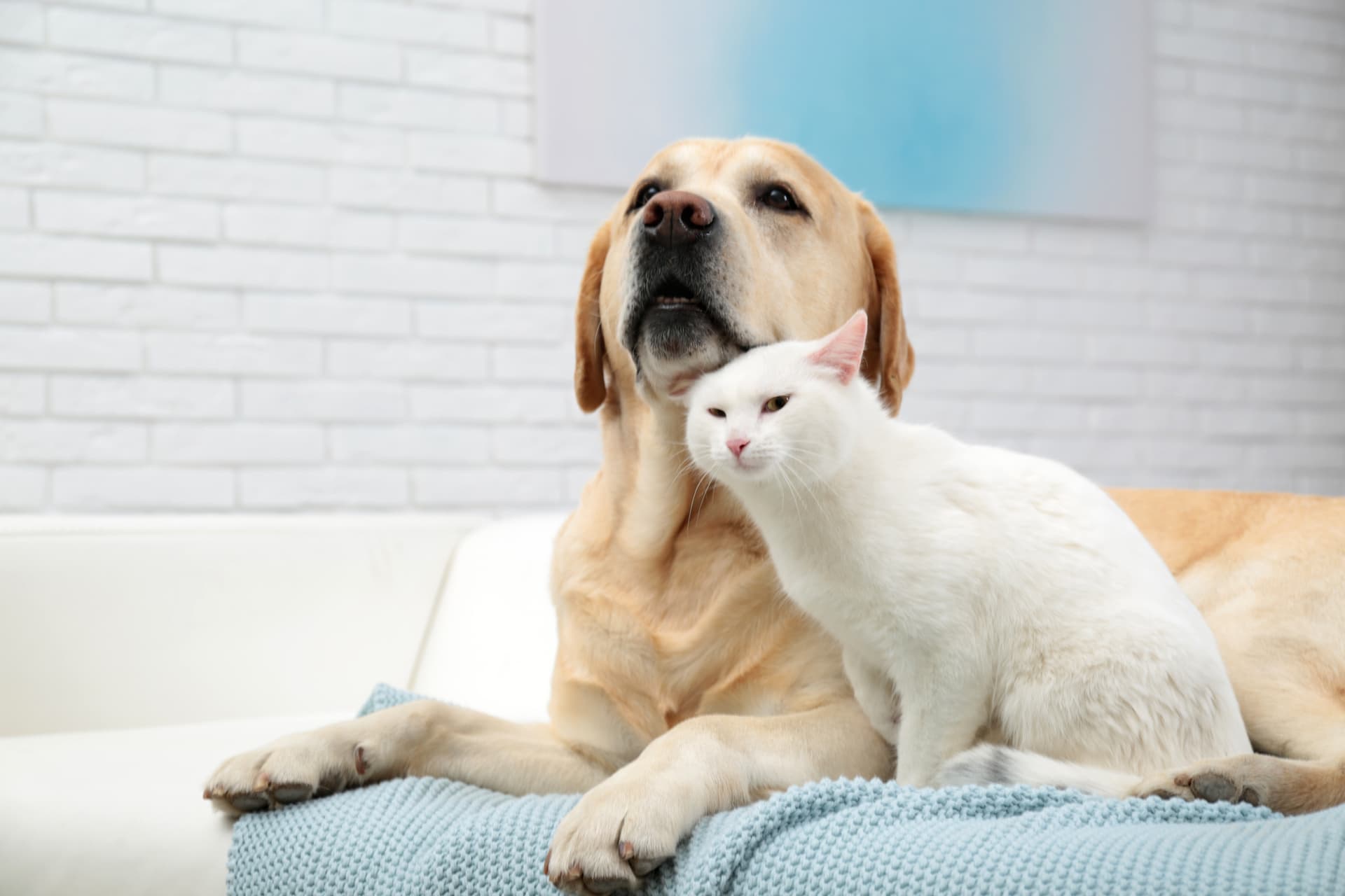 VETlar: tu centro veterinario en Lugo