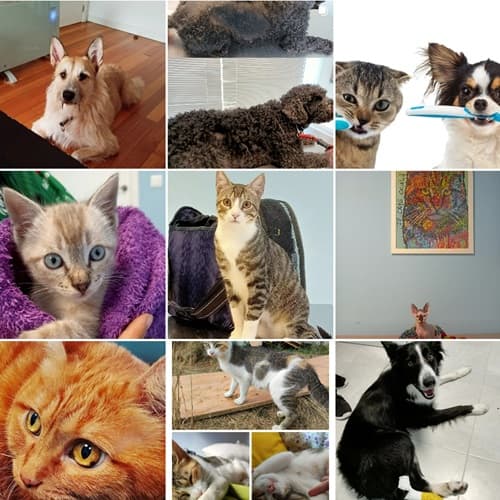 Clínica veterinaria en Lugo